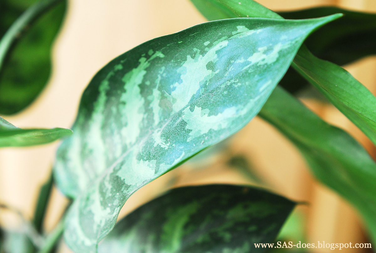 Cleaning house plants SAS does Cleaning house plants