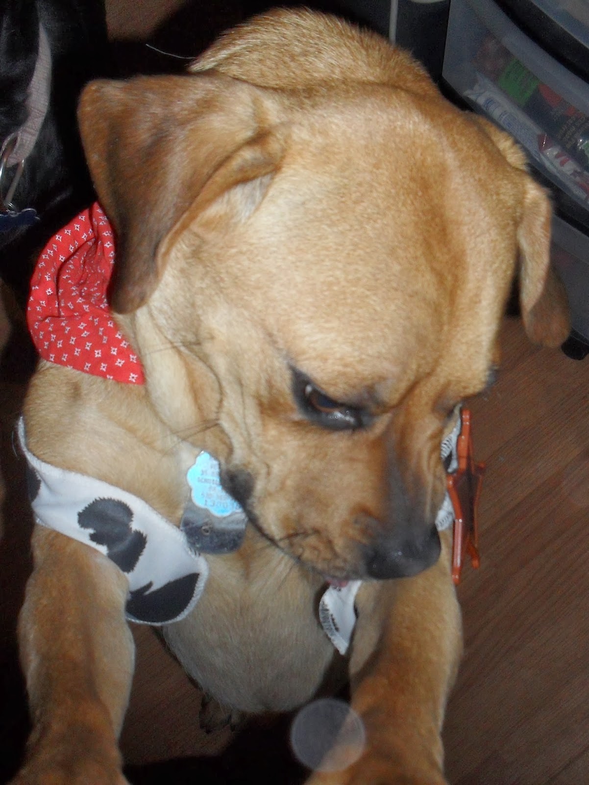 John Paul Pet Review and giveaway