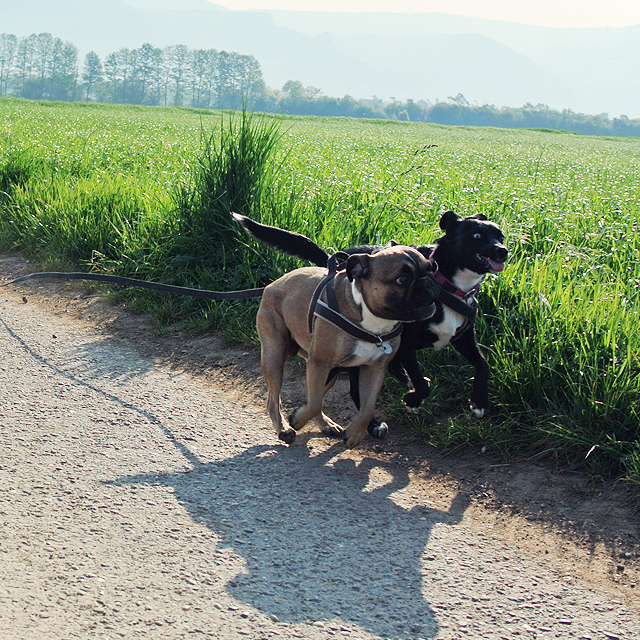 Brut - und Setzzeit Baden-Württemberg Leinenpflicht Hund Brut - und Setzzeit Baden-Württemberg Leinenpflicht Hund