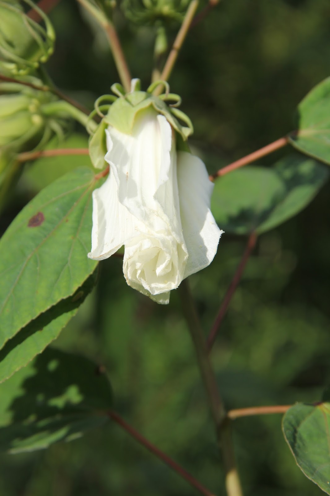 Hoot Owl Karma Marshmallow IS the New Hibiscus