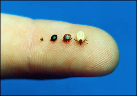 Dog Lyme Disease Natural Treatment Dog Lyme Disease Natural Treatment