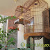 JUAL KANDANG MURAI SECOND