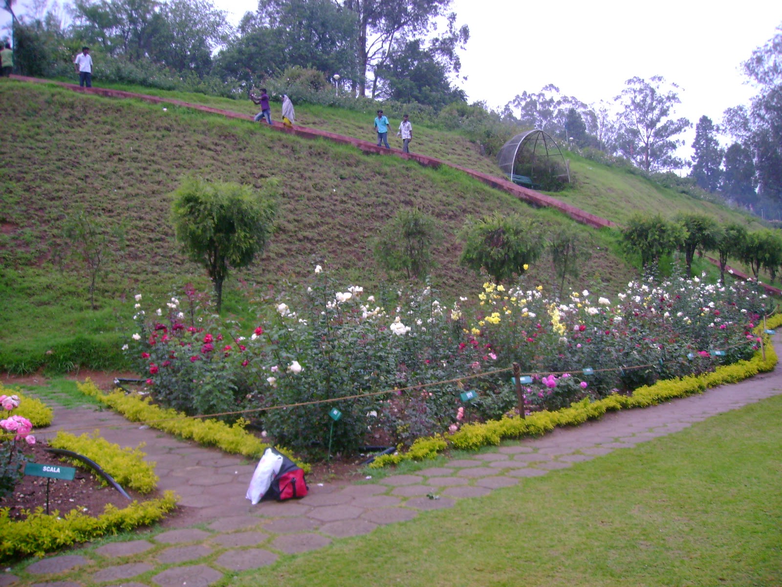 OOTY TRAVEL VIEWS ROSE GARDEN OOTY
