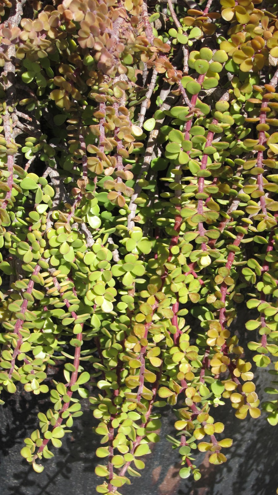 Kat Tracks Elephant Bush