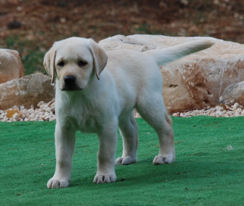Allevamento Labrador Retriever In Sicilia Cuccioli Labrador