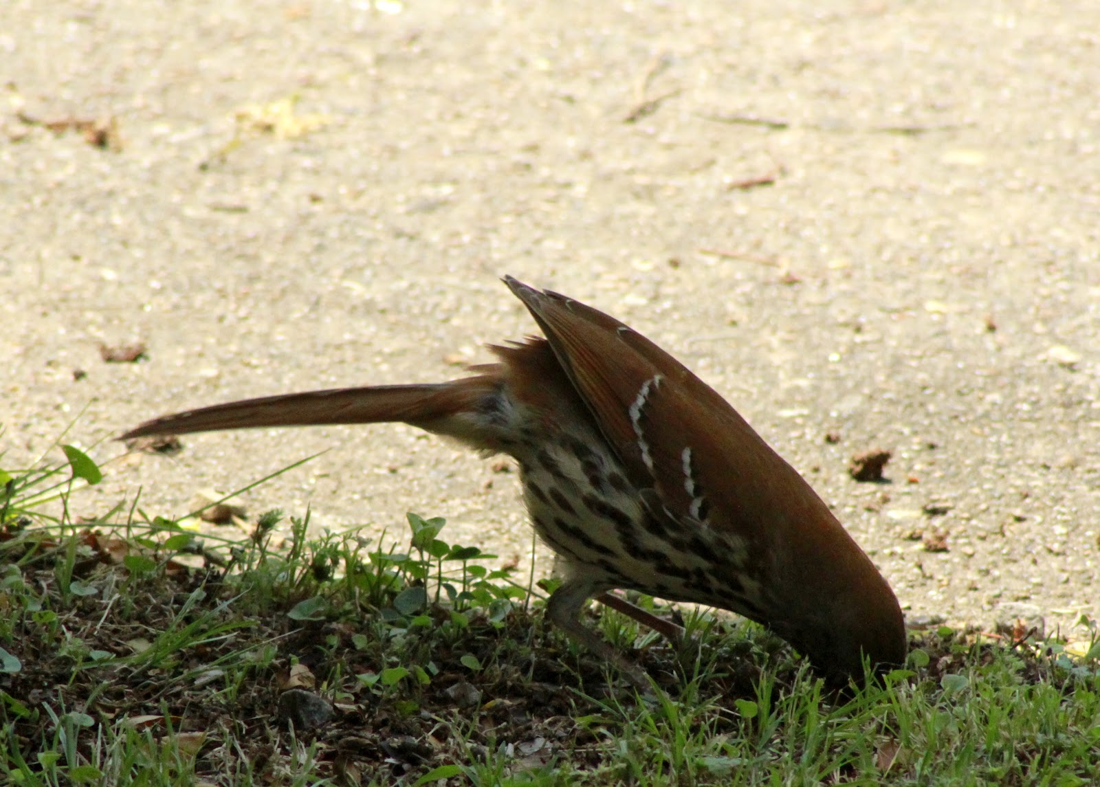 Ponderings of an Elect Exile: focused on Glory...the Brown Thrashers