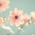 Flowers photos - Rose pics صور ورود جميلة