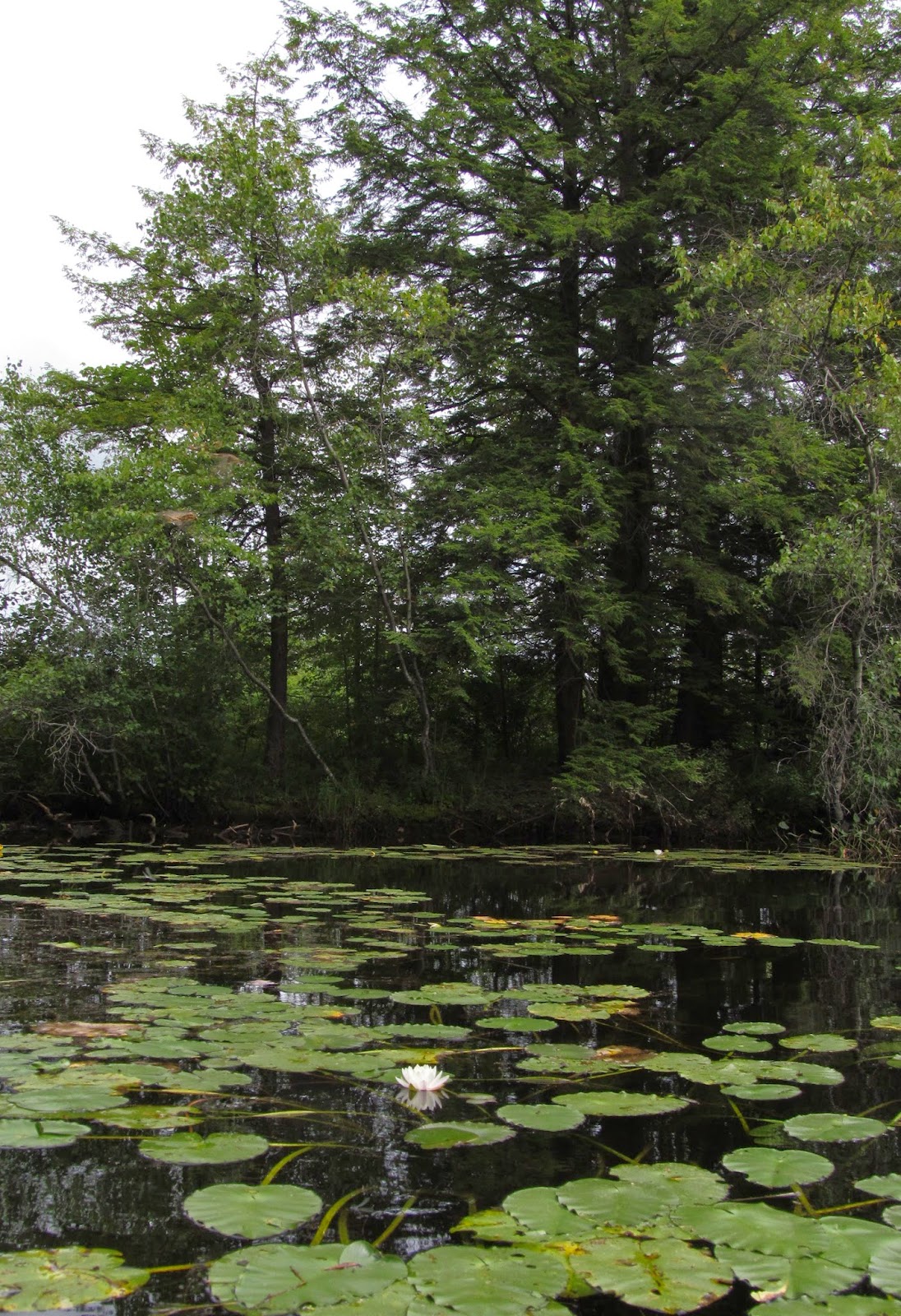 Recreational Kayaking in Maine Lake Arrowhead Limerick/Waterboro, ME