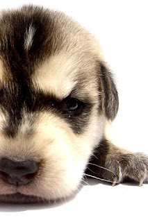 iphone  background wallpaper