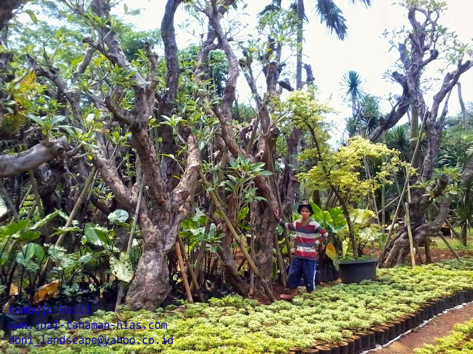 Jasa Tukang Taman Professional | Ahli Desain Landscaping | Tukang Taman Jakarta | Jasa Pembuatan Taman | Pembuatan kolam
