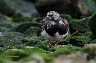 Vuelvepiedras común, Arenaria interpres, Turnstone