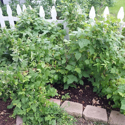 Raspberry bushes side garden bed Raspberry bushes side garden bed