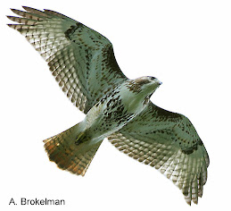 Red-tailed Hawk