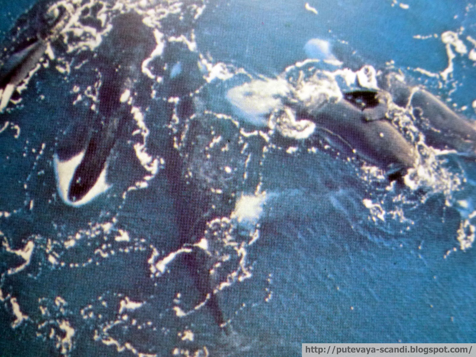 китовая тусовка
