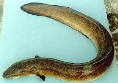 Cara Cepat Budidaya Pembesaran Ikan Sidat Organik Nusantara