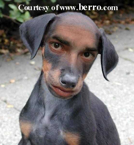 Funny Dogs Most Funny Photos-Images 2012