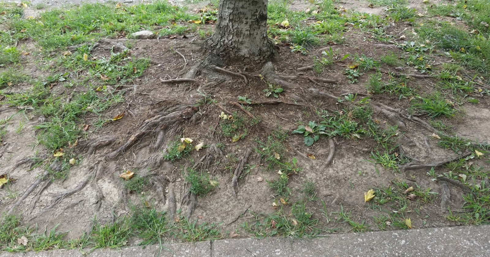 tomato plant Agustus 2015