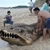 Foto de “monstro” encontrado na praia de Itanhaém choca internautas brasileiros