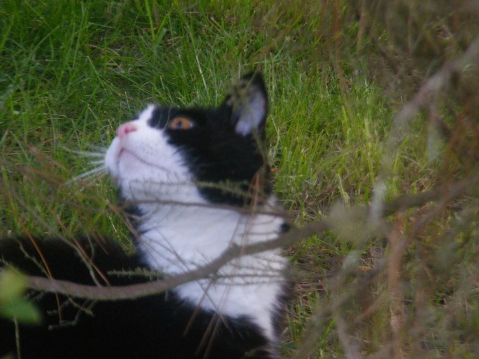 Old Maid Cat Lady Rest Well Pingu