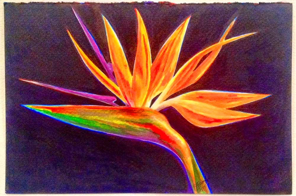 Bird of Paradise