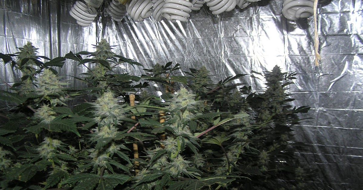 Craigslist Denver Grow Lights Colorado CFL Grow Lights