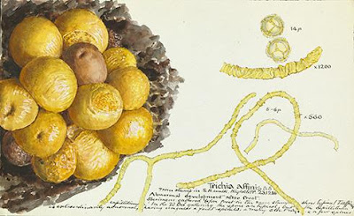 Gulielma Lister's illustration of Trichia affinis. 