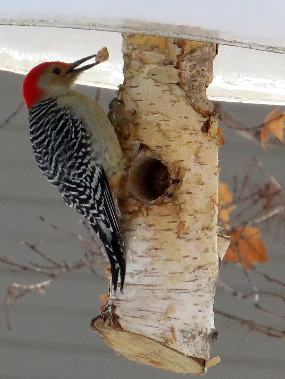 Penelopedia Nature and Garden in Southern Minnesota Redbellied Woodpecker at Suet Feeder