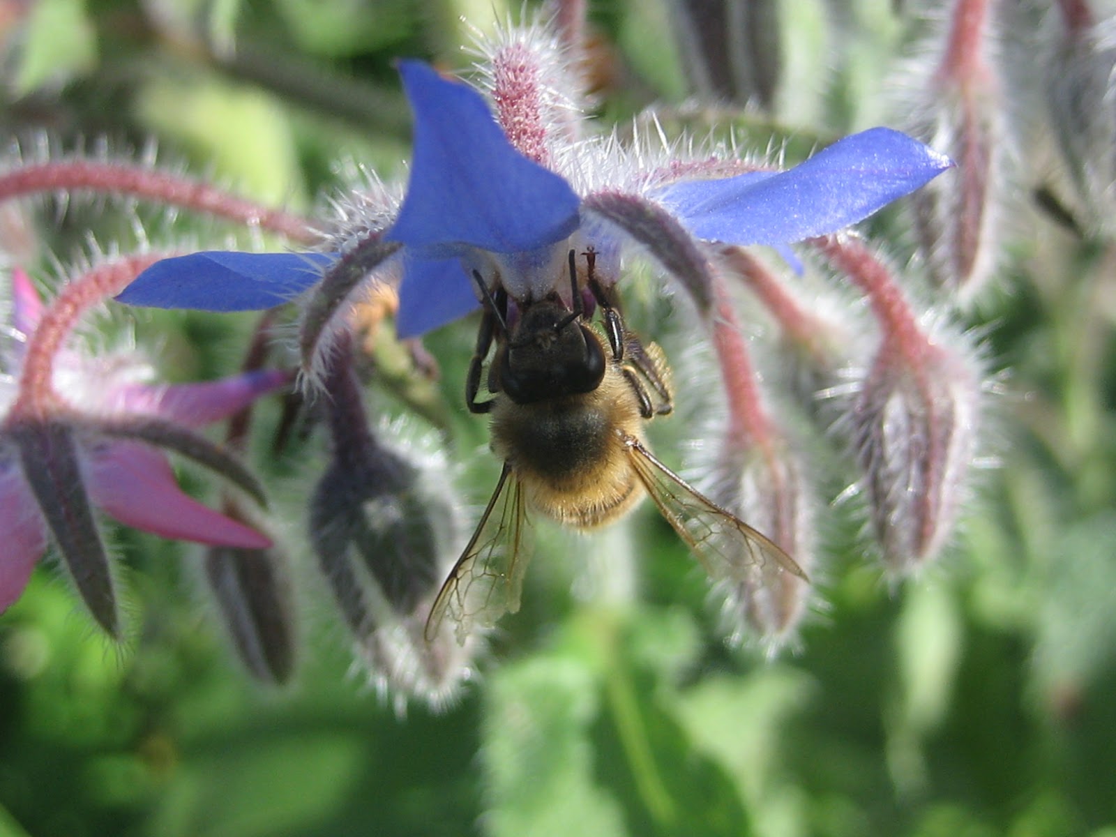 Urban Pollinators: Allotments can be great places for ...