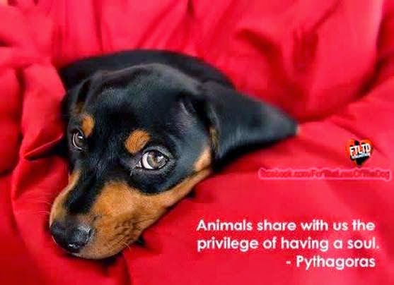 small dogs for adoption near me small rescue and adoption adopt a small near you breeds picture small dogs for adoption near me small rescue and adoption adopt a small near you breeds picture