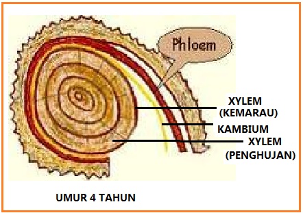 Sains Itu Science Jaringan Tumbuhan