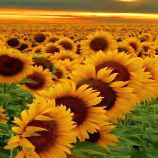 Goi con- hoa huong duong Goi con- hoa huong duong