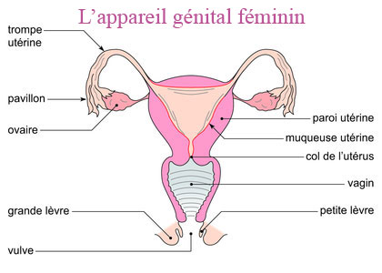 Avoir un bébé: Le système reproducteur féminin Avoir un bébé: Le système reproducteur féminin