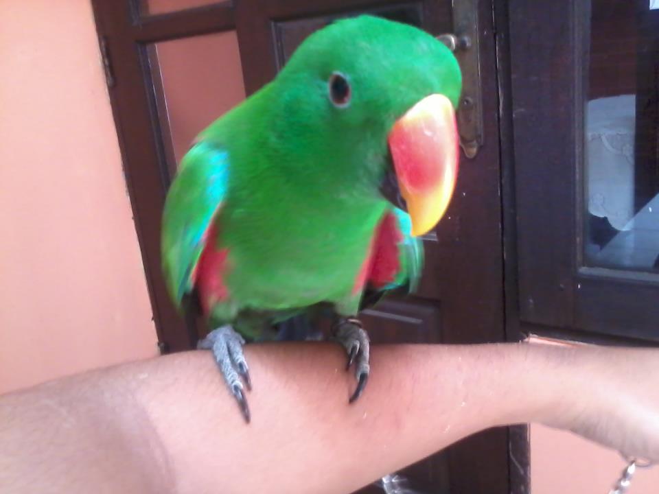 Burung Bayan Dan Perawatannya