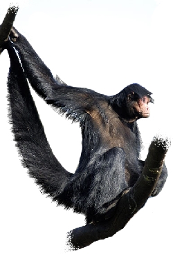 Macaco-aranha-de-cara-preta (Ateles paniscus) - Zoo de São…