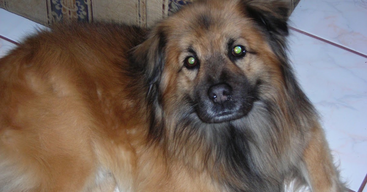 Switching Dog Food Side Effects Switching Dog Food Side Effects