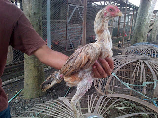 gambar ayam birma