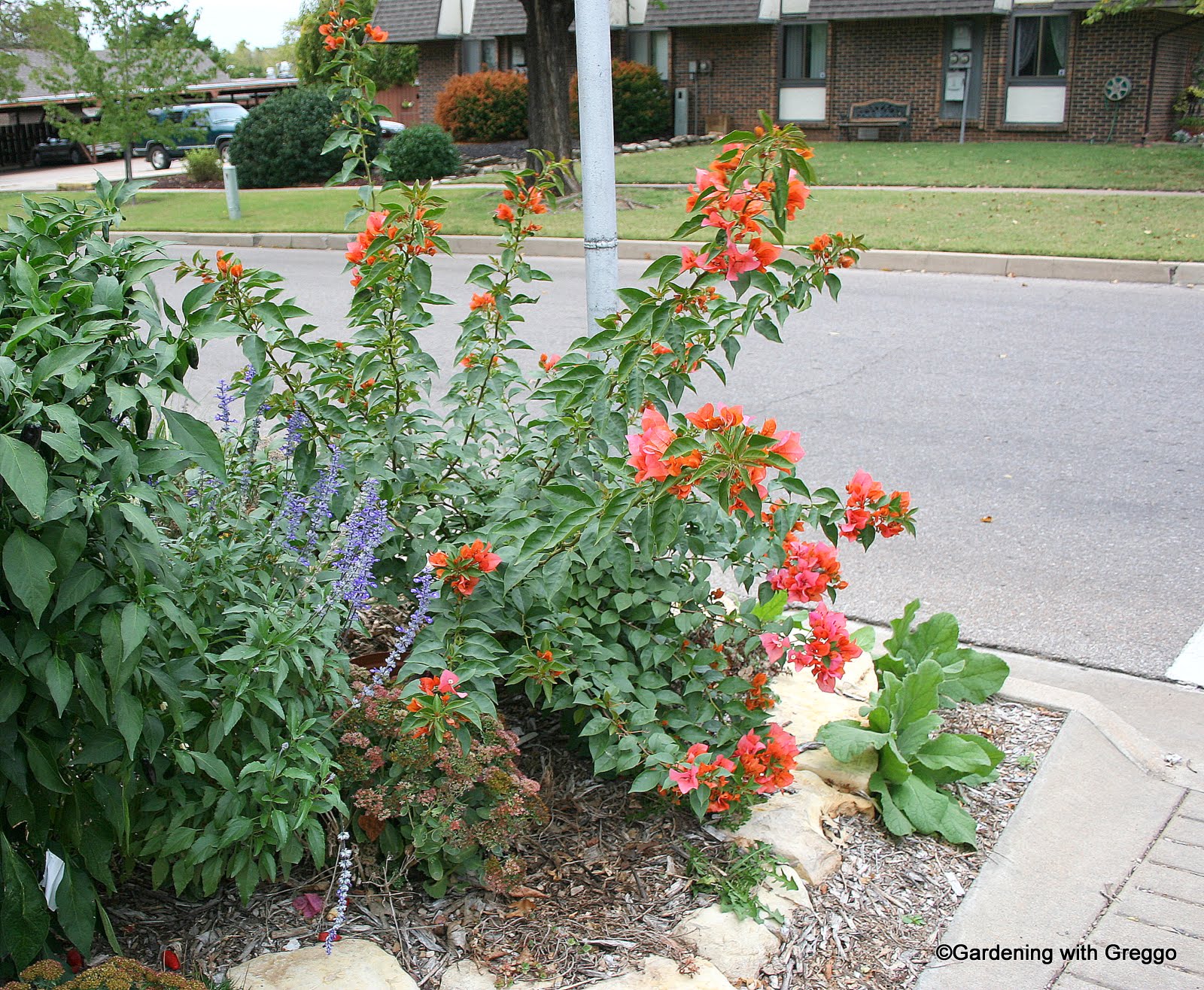 Bougainvillea Texas Dawn