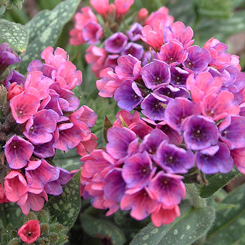 Beechwood Landscape Architecture and Construction Pulmonaria