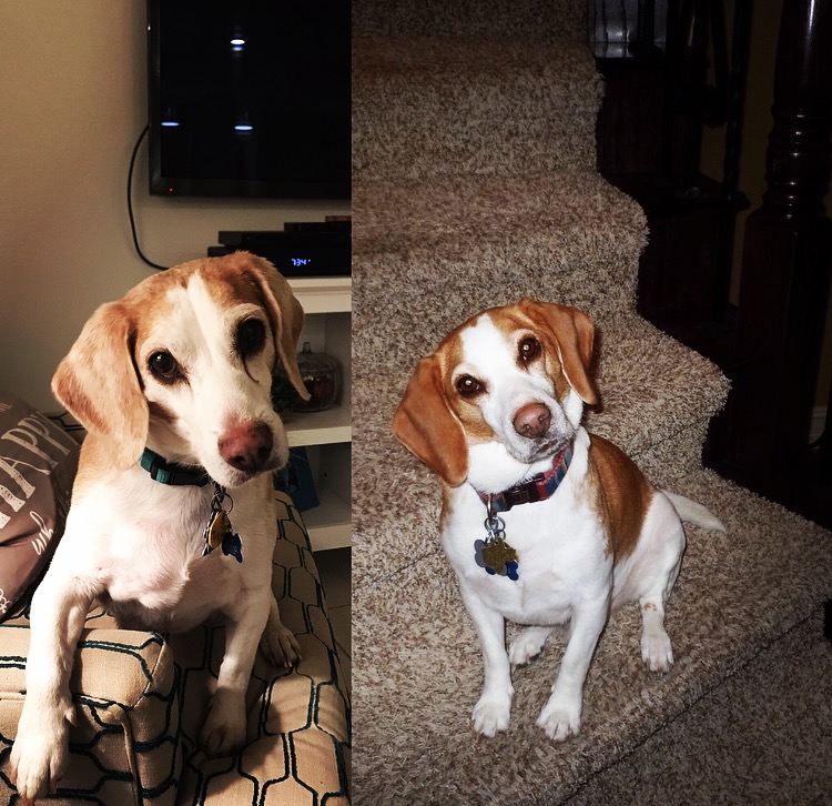 RIP our beagle, Bart 6/20