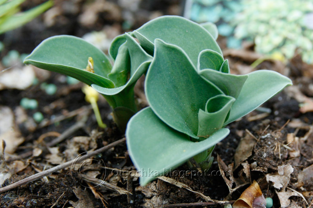 Olga's Garden Blog: Mice in the garden