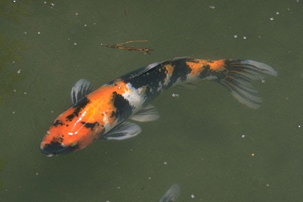 Desktop Wallpapers: Japanese Animals