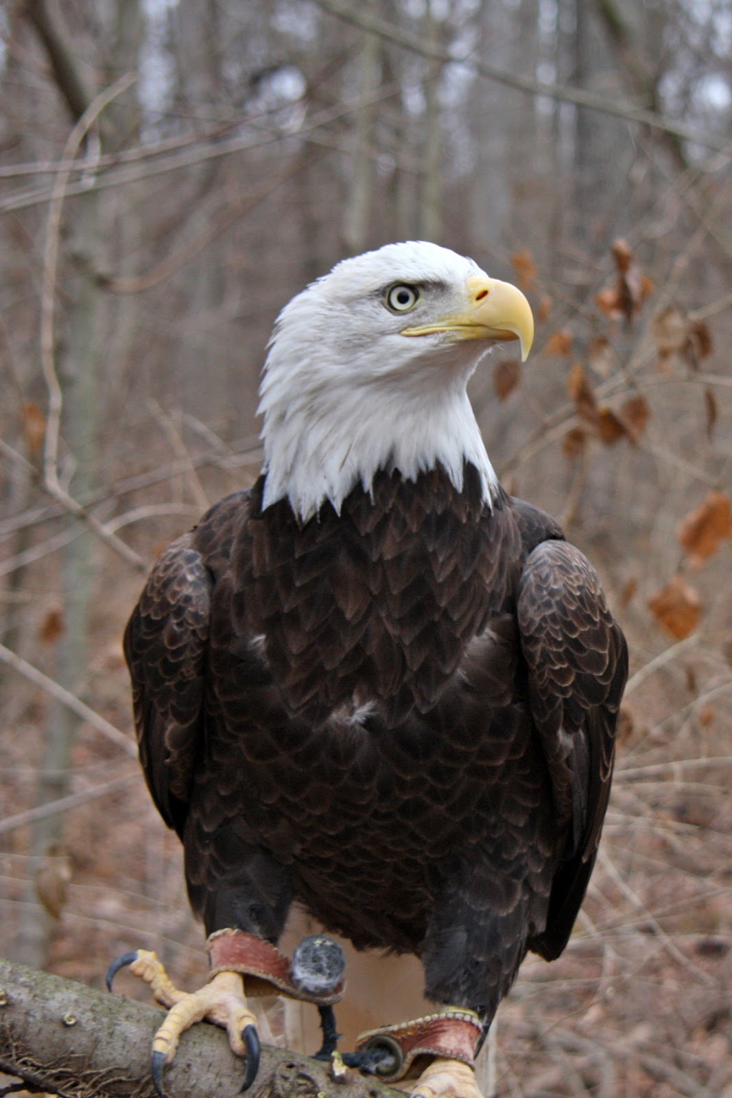 World Bird Sanctuary The Rookie Files Training Clark
