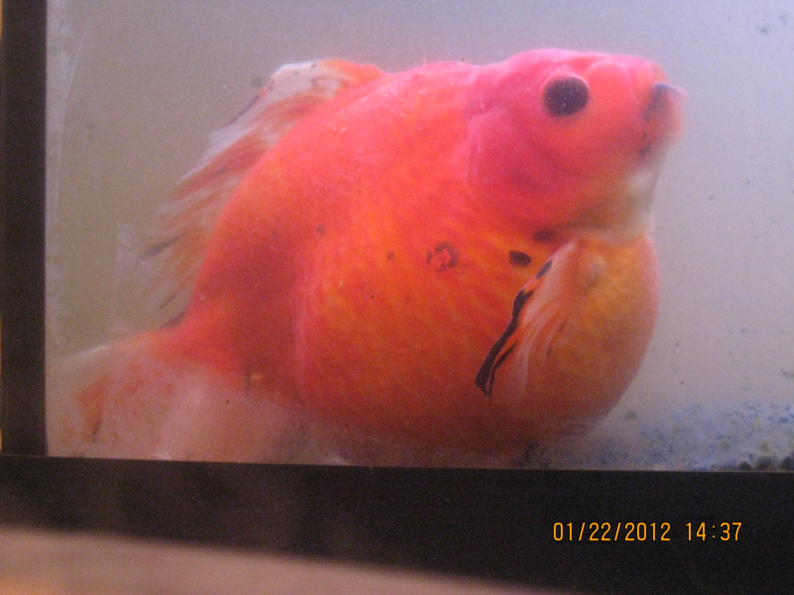 Giants vs San Francisco Game, Goliath the Goldfish, 2012 Chinese Lunar