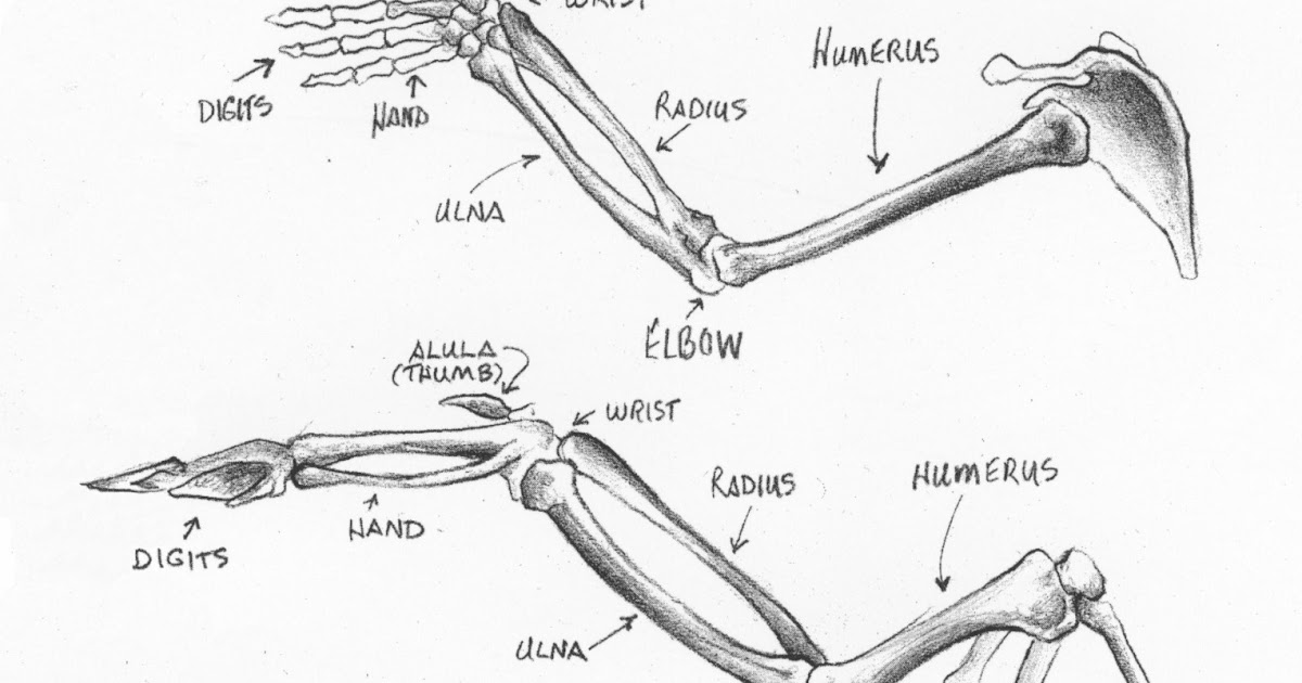 Sandy Scott Art: #143 In the Field: Bird anatomy and sculpture workshop