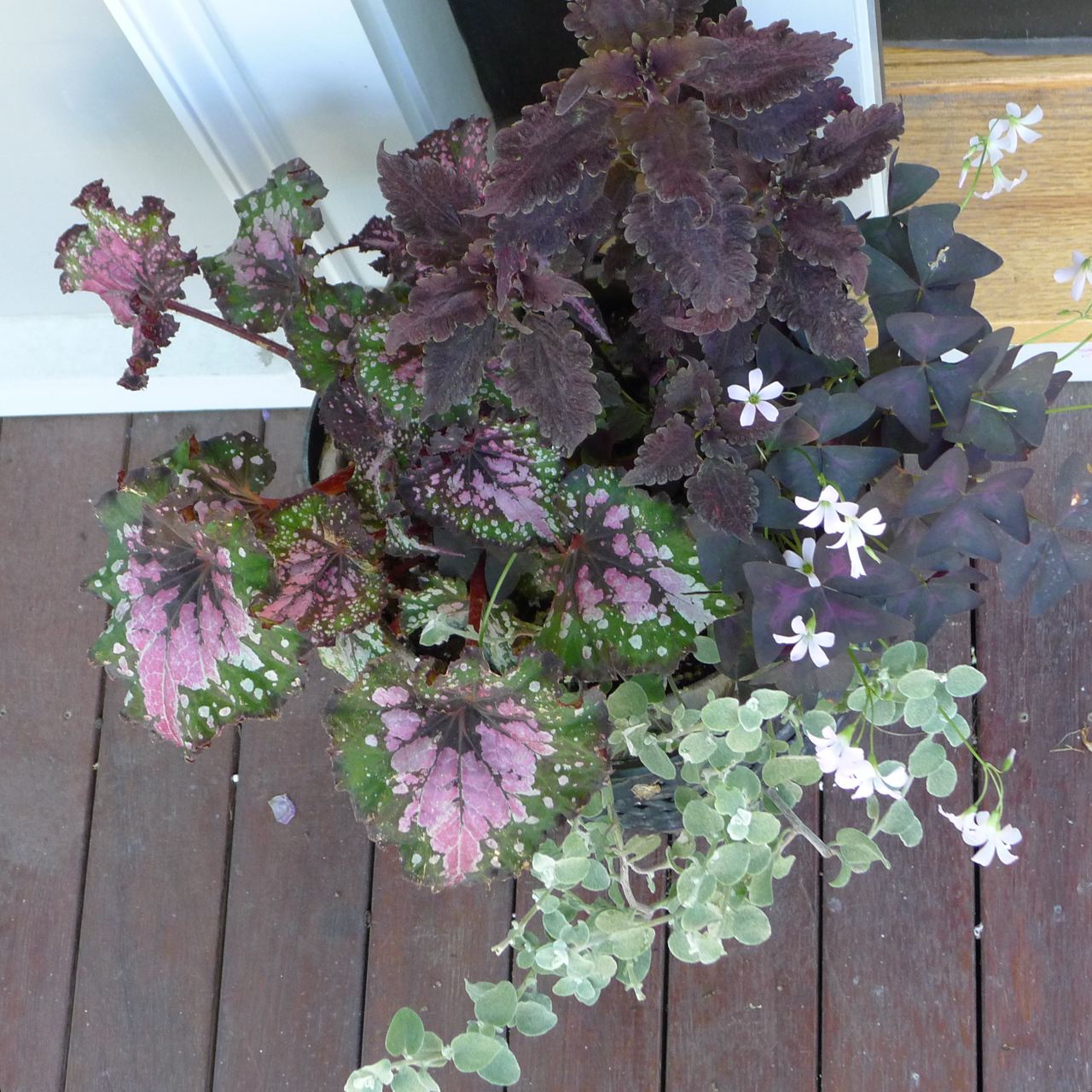 An Urban Cottage Flowers Around The House