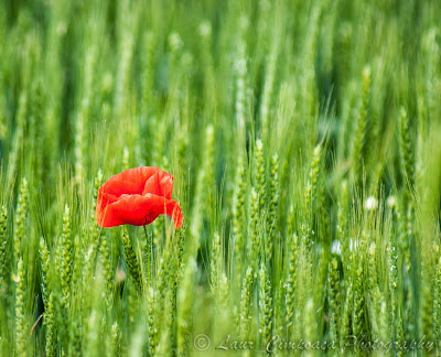 Mac de camp Papaver rhoeas Klatschmohn Coquelicot Papoila Kornvallmo