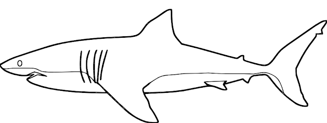 shark coloring pages coloring.filminspector.com