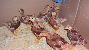 Chicks - 4 weeks