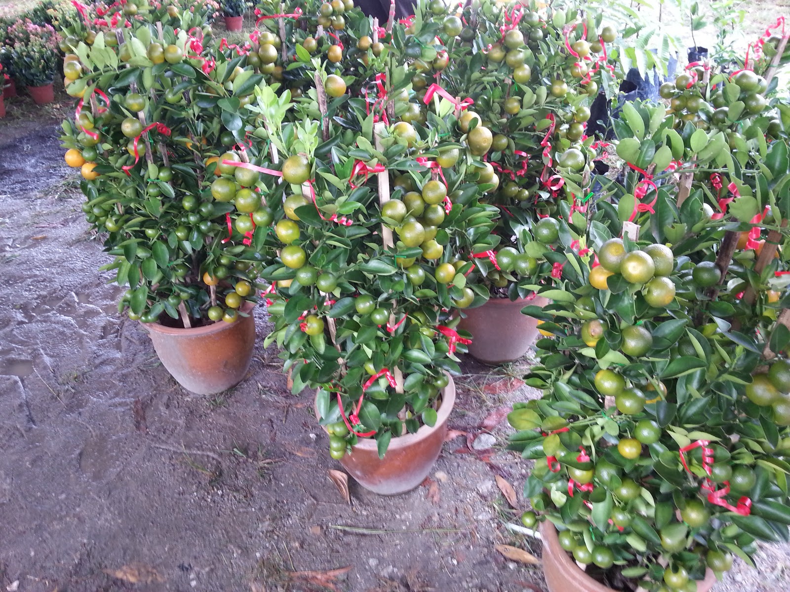 Xing Fu: NO LIME PLANTS FOR ME THIS YEAR