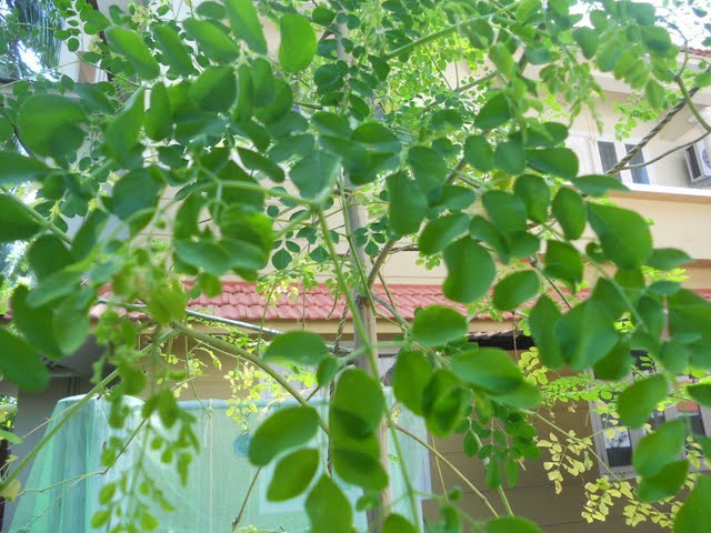 Dhal Tree